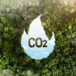 Émissions de CO2 : cet animal inattendu pourrait capturer plusieurs tonnes de carbone