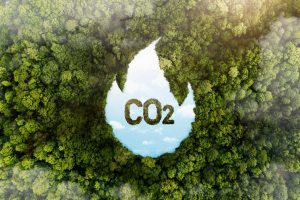 Émissions de CO2 : cet animal inattendu pourrait capturer plusieurs tonnes de carbone